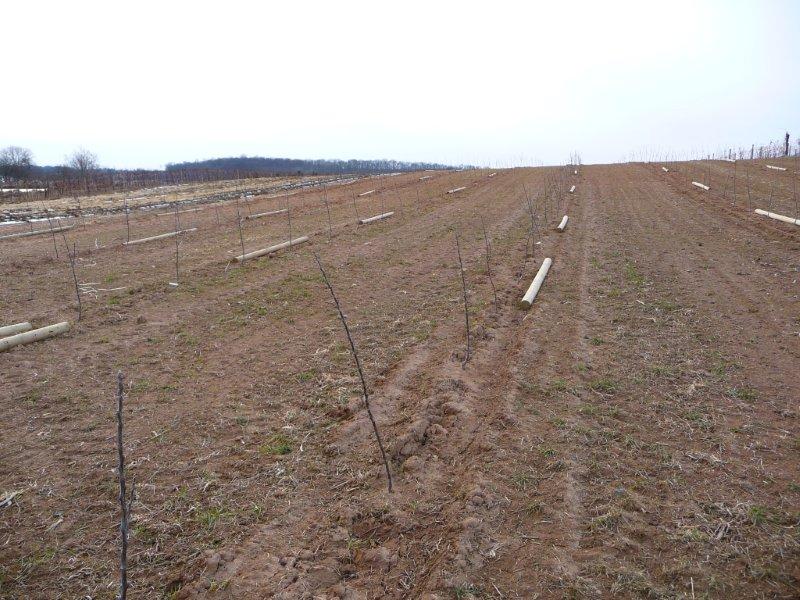 Baby Apple Trees